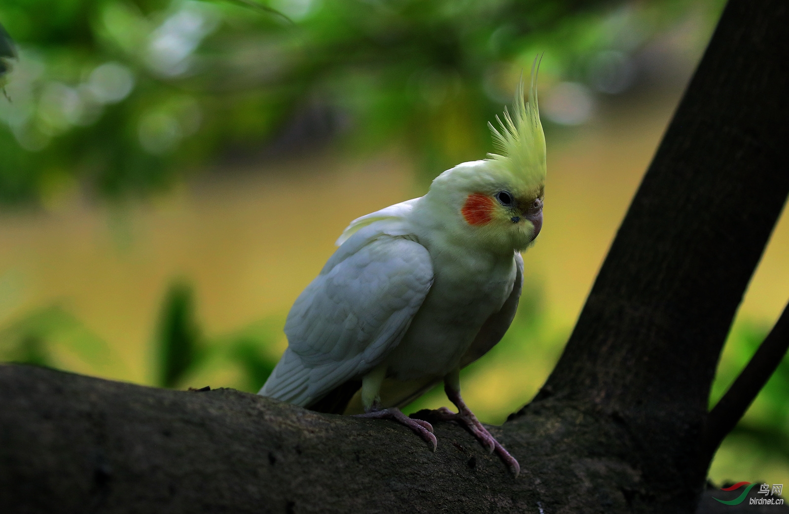 傲慢慵懒的鸡尾鹦鹉