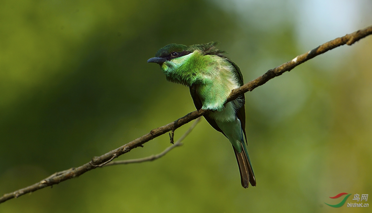 【小虎未露尖尖角】