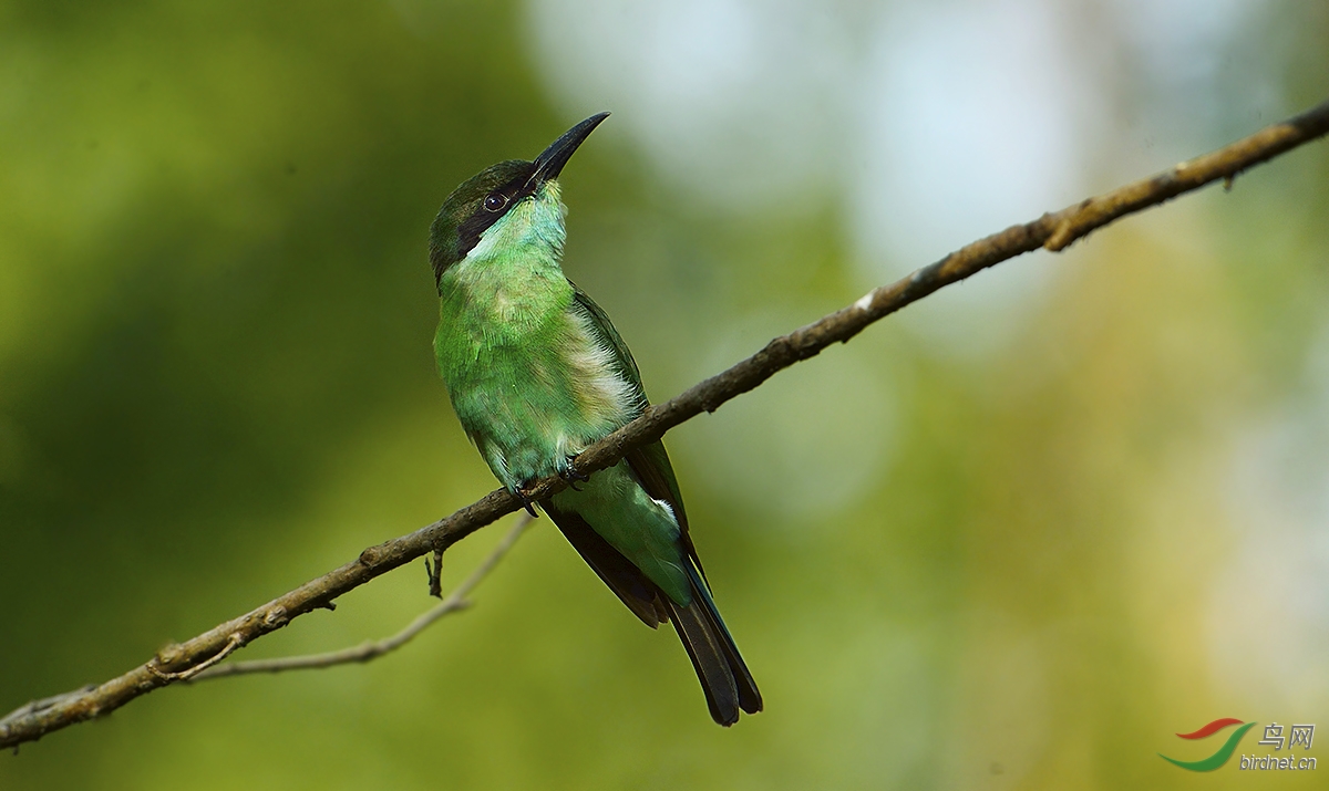 【小虎未露尖尖角】