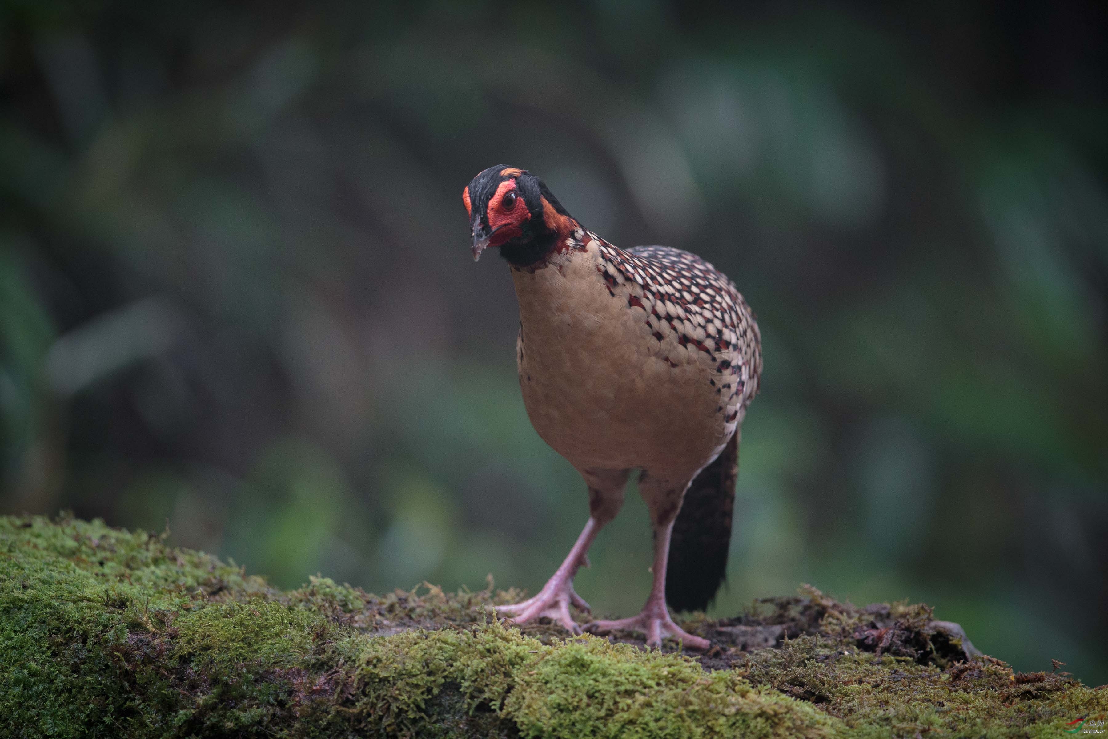 雄鸟黄腹角雉cabotstragopan