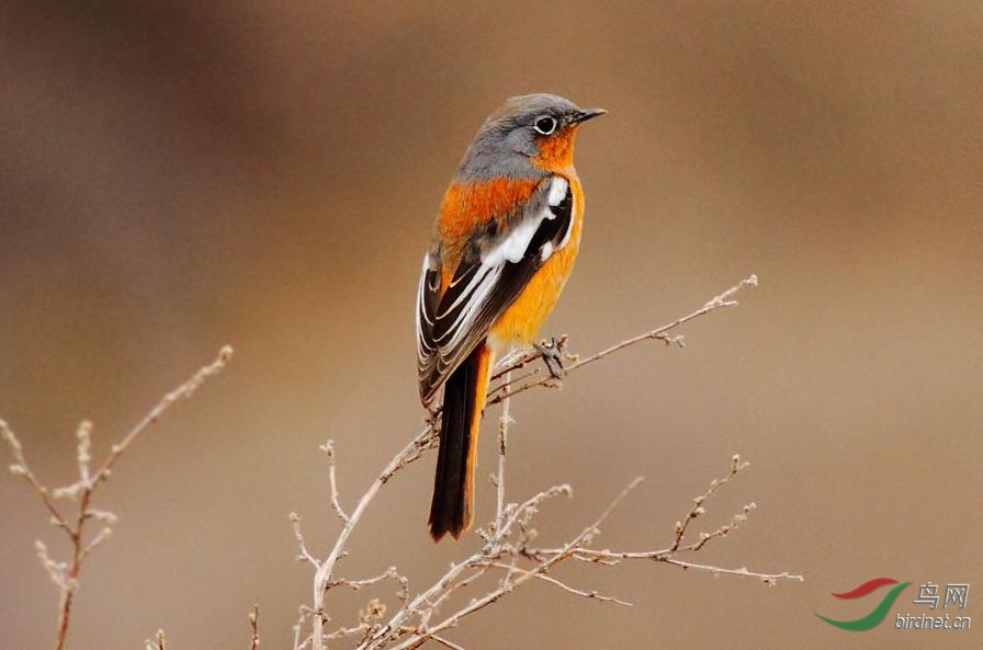 这是网络上的贺兰山红尾鸲,你光看眼睛的白眶都应该能看出区别