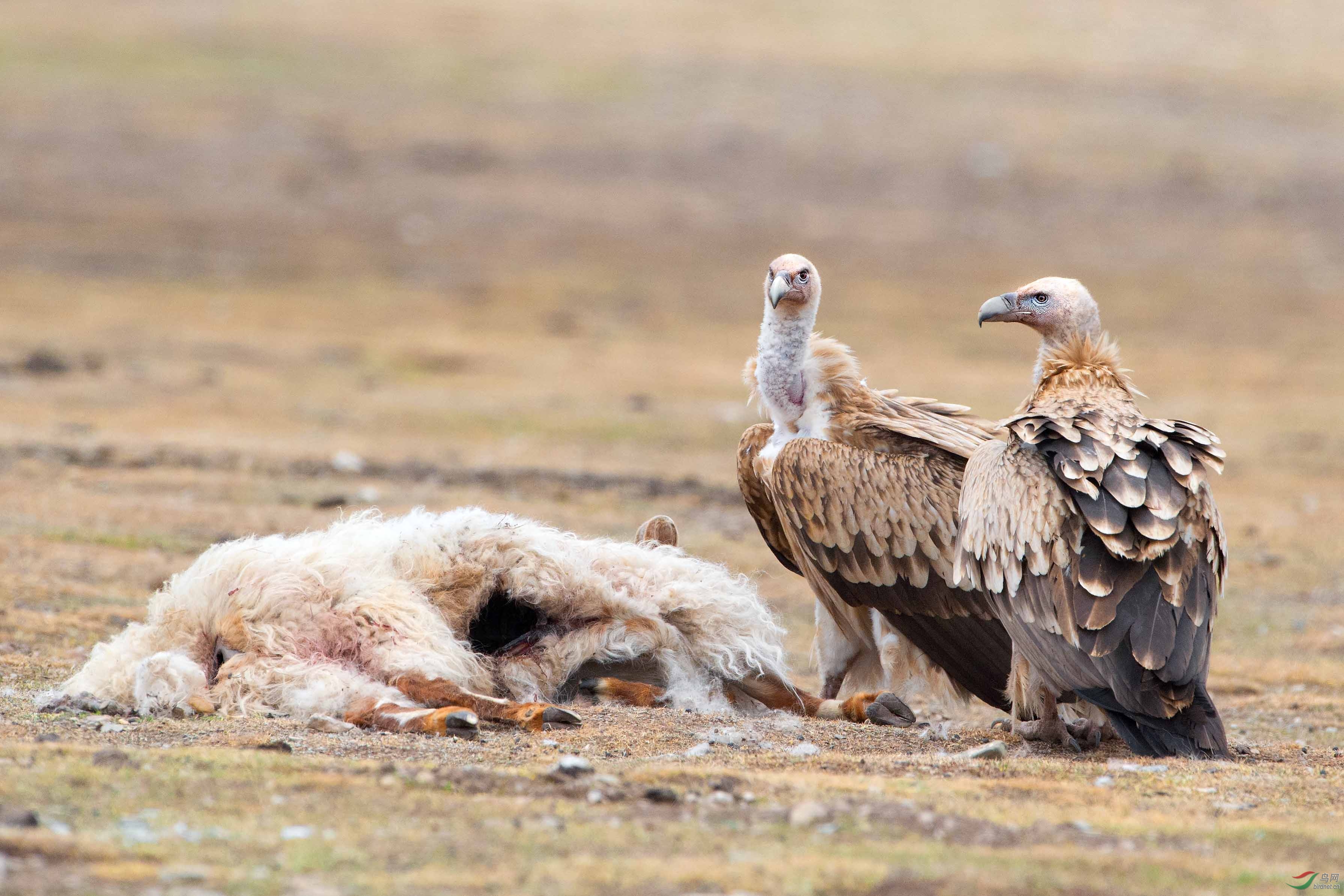 草原双雄-高山兀鹫与秃鹫-云南版加油!