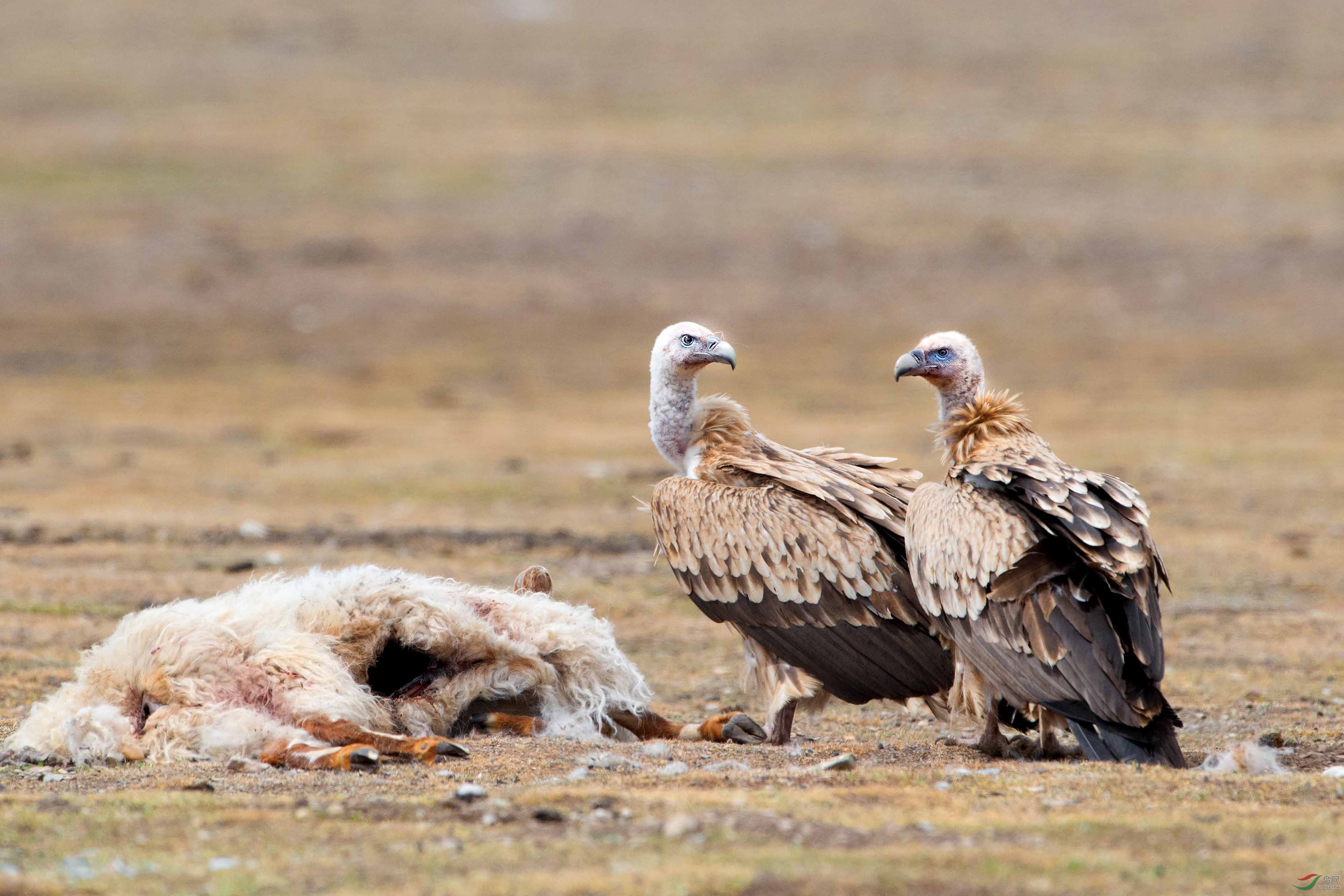 草原双雄-高山兀鹫与秃鹫-云南版加油!
