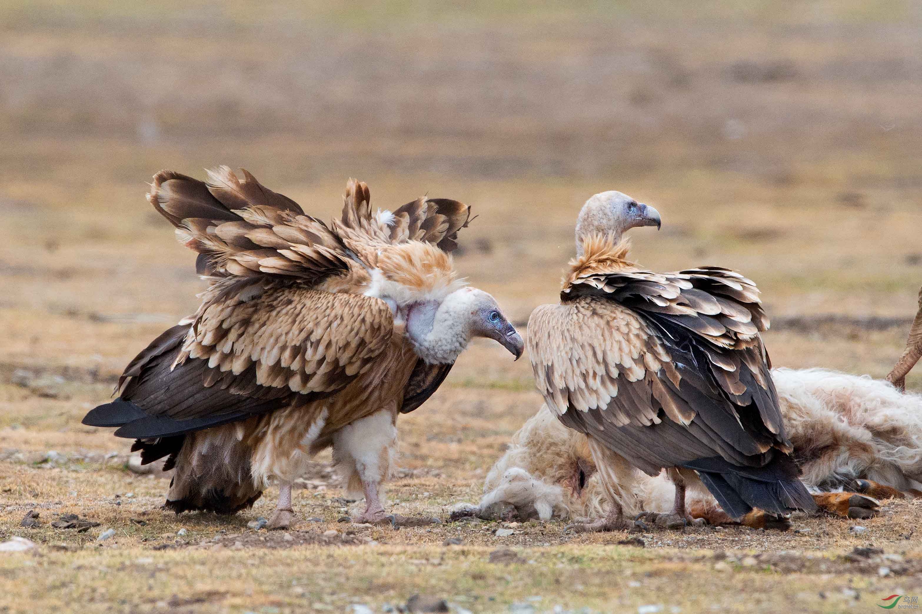 草原双雄-高山兀鹫与秃鹫-云南版加油!