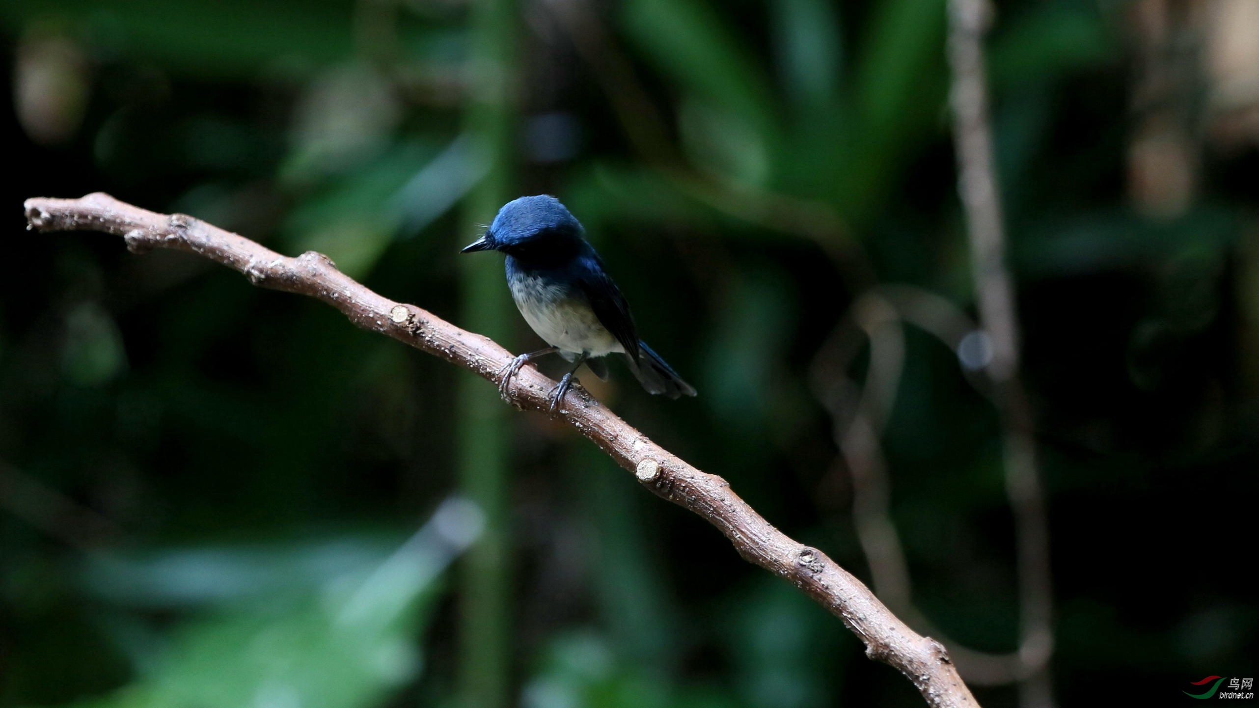 初拍海南蓝仙鹟