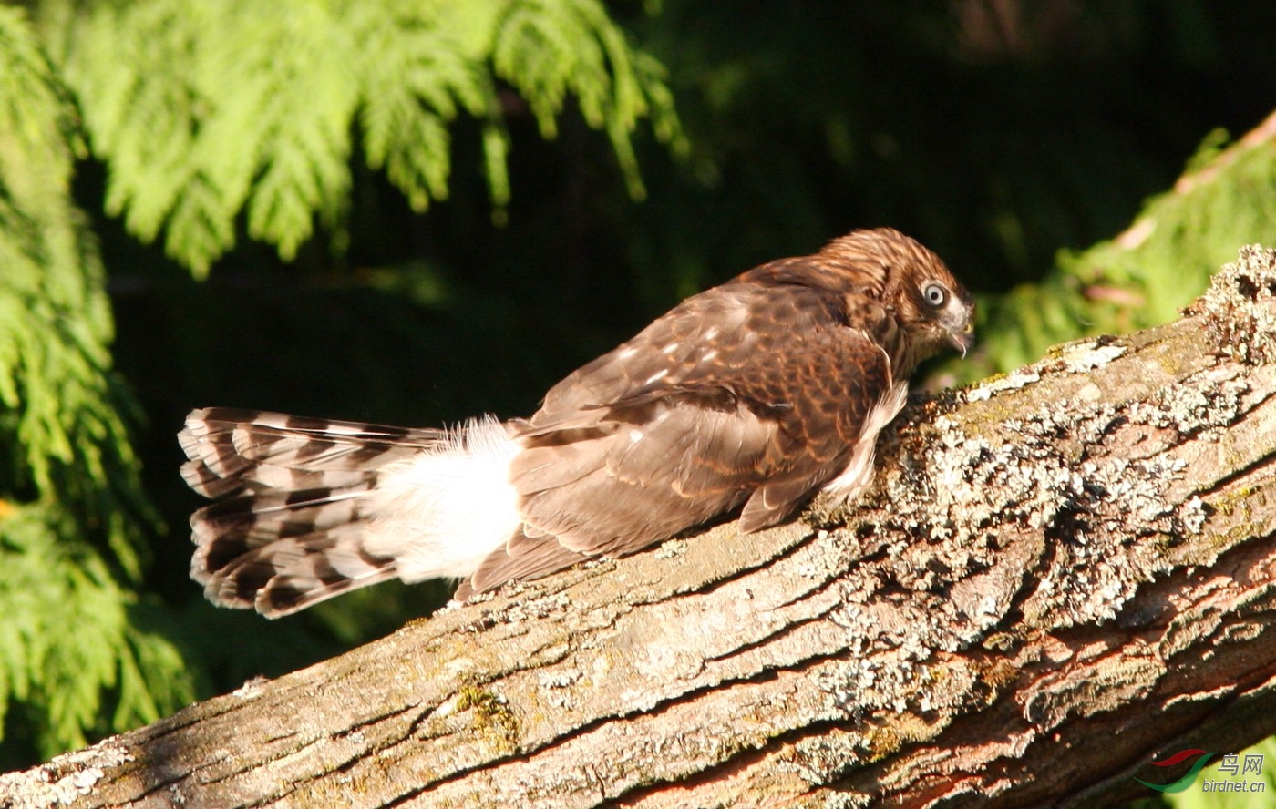 Ó����С���ĺ�̬