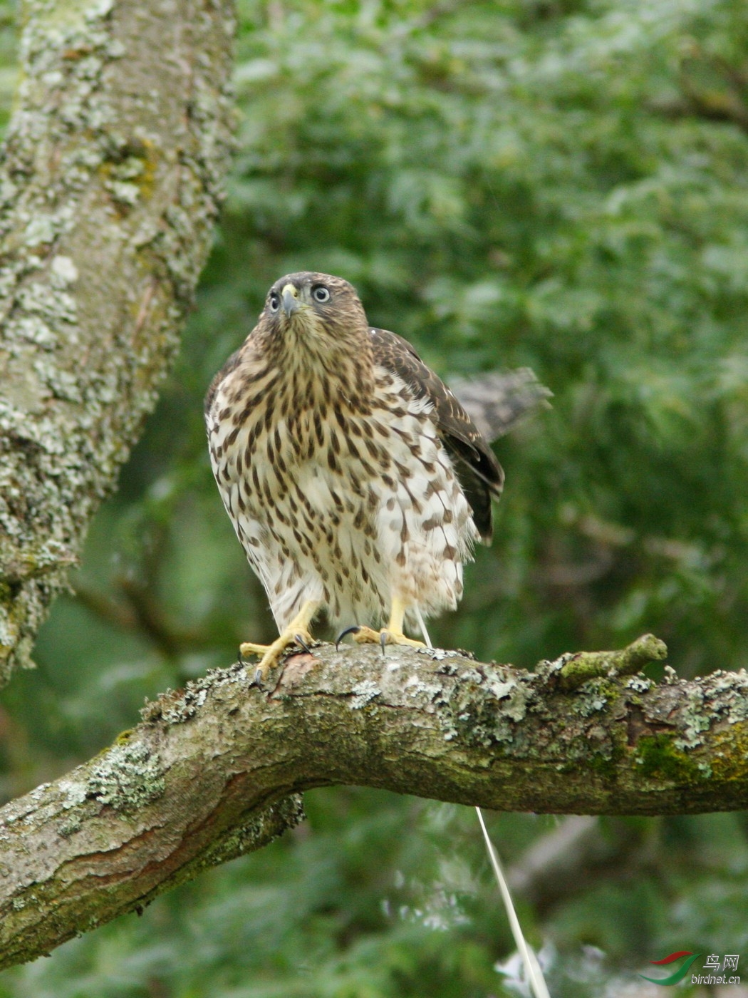 ���һ�μ��ĸ�e��.