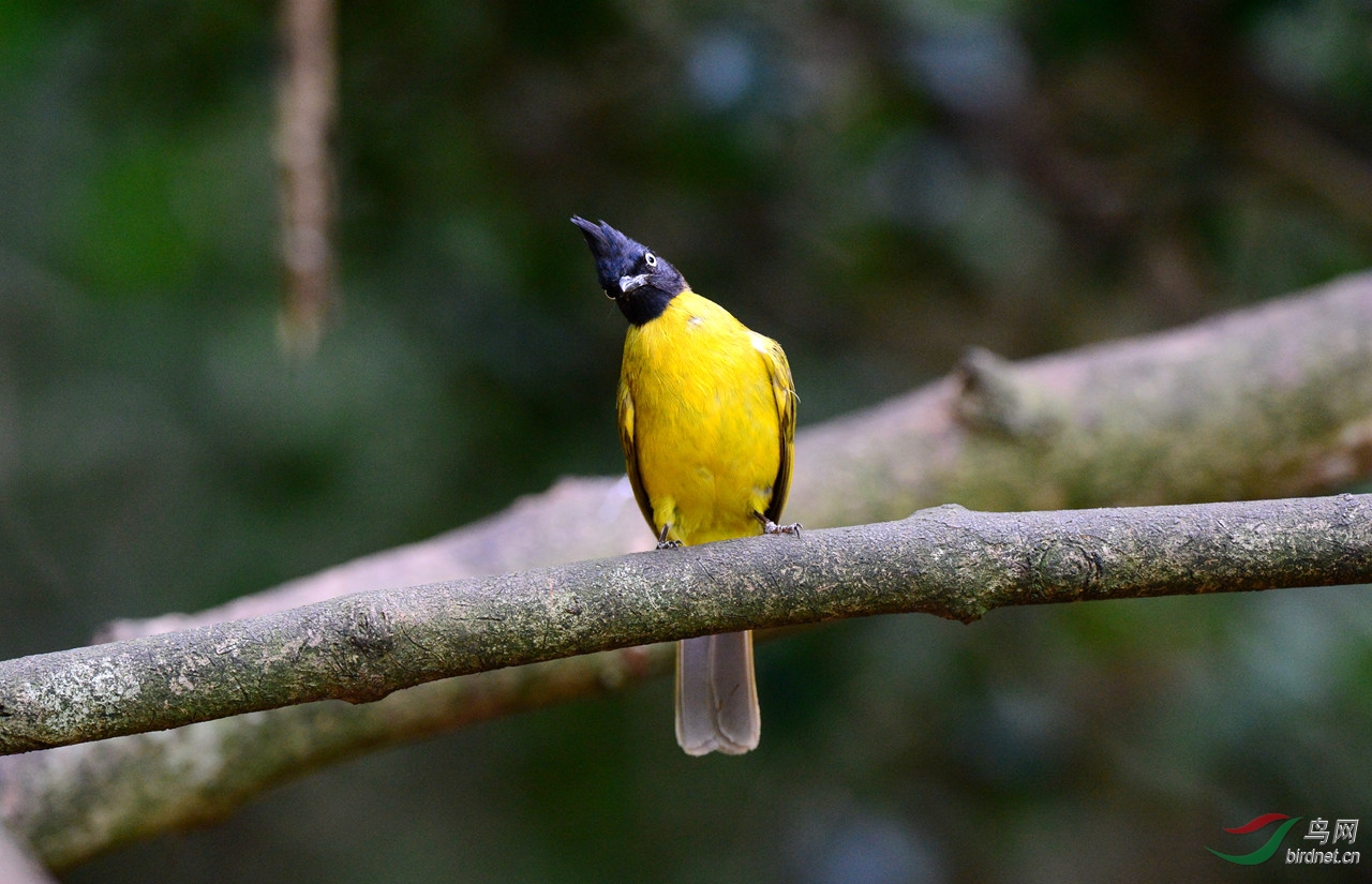黑冠黄鹎
