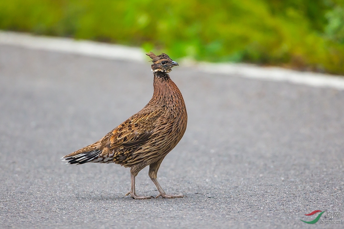 勺鸡柳叶鸡的夏秋冬贺鸟网十年成就祝再创辉煌