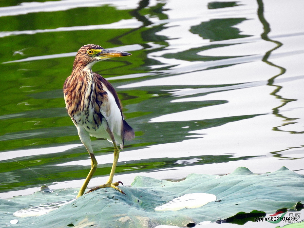 池鹭——湿地最常见的水鸟