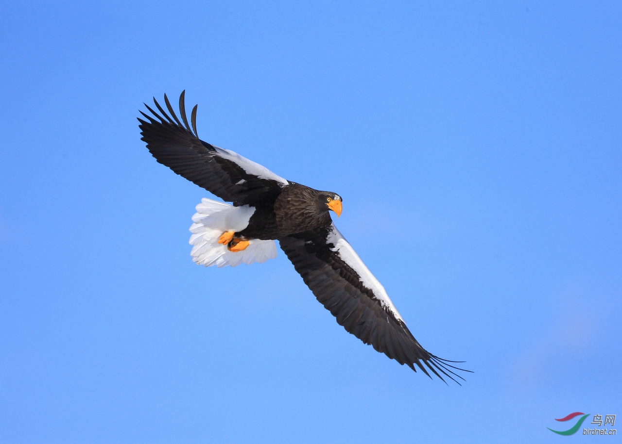 空中一只虎头雕
