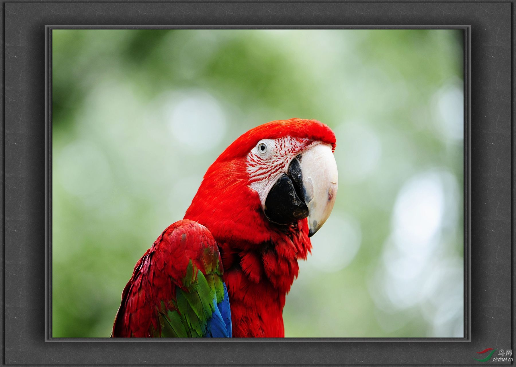 感谢帖--鹦鹉--蝴蝶