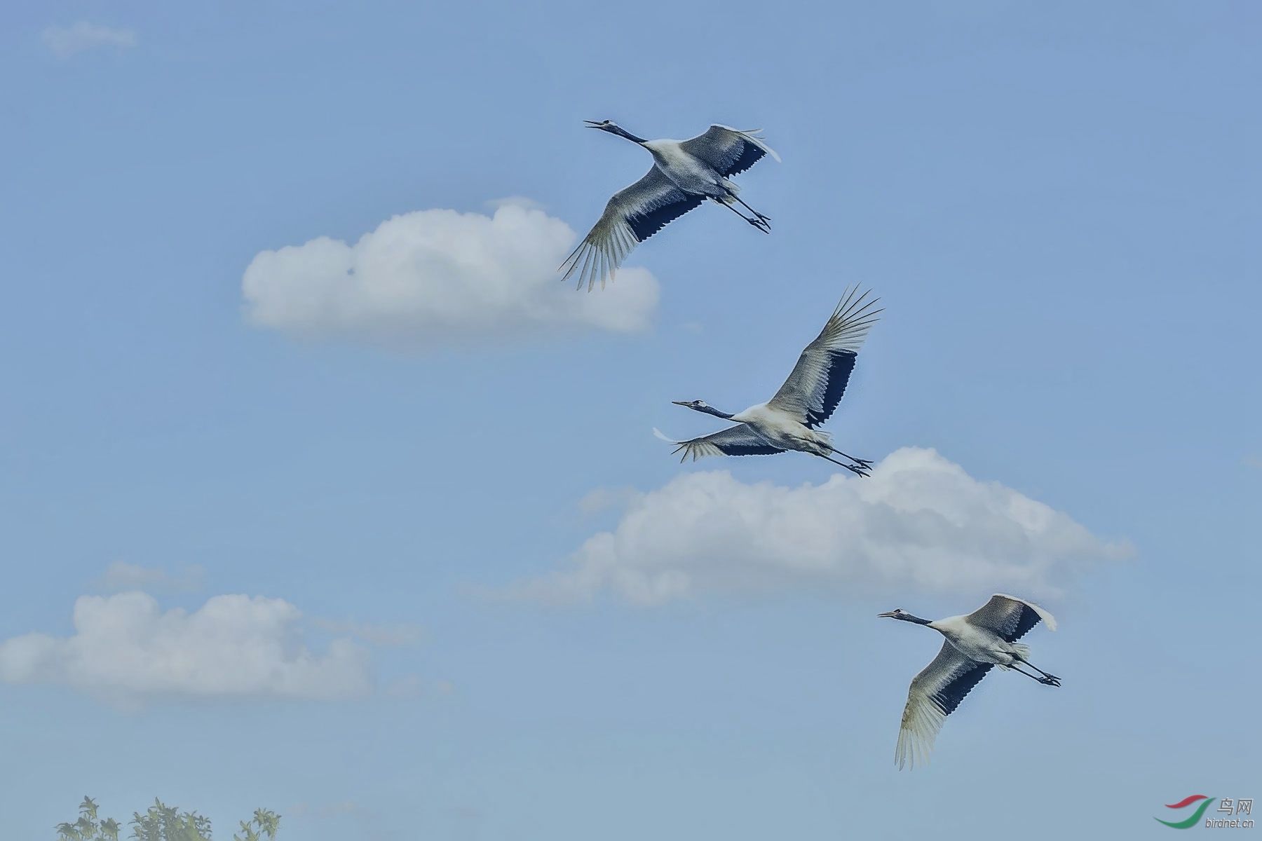 丹顶鹤一白云黄鹤之传说