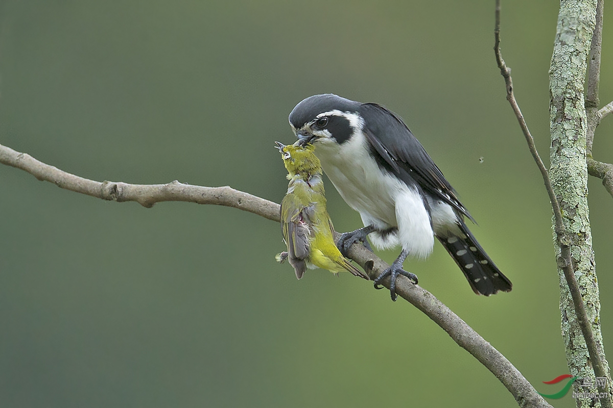 白腿小隼弱肉强食贺图1获首页精华图片