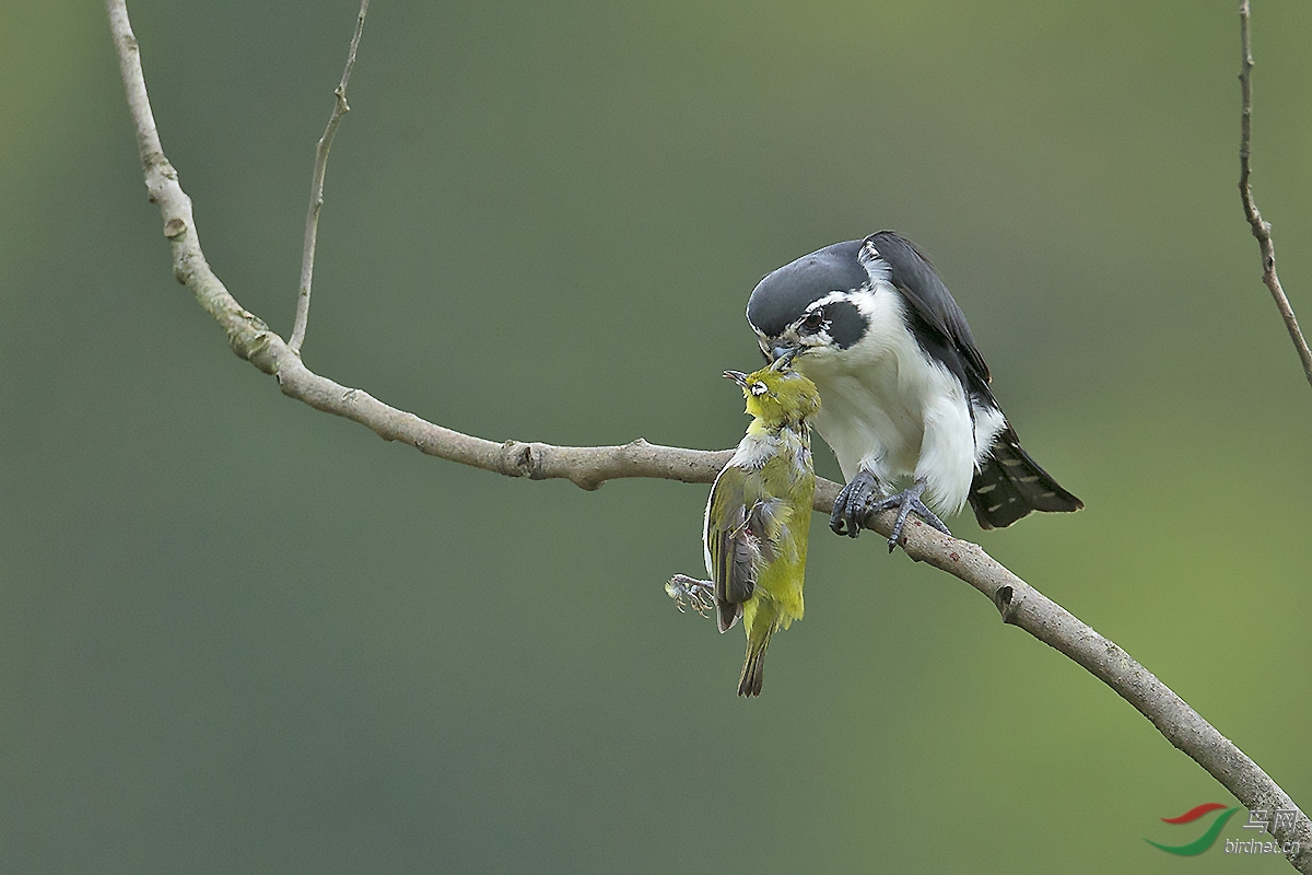 白腿小隼弱肉强食贺图1获首页精华图片