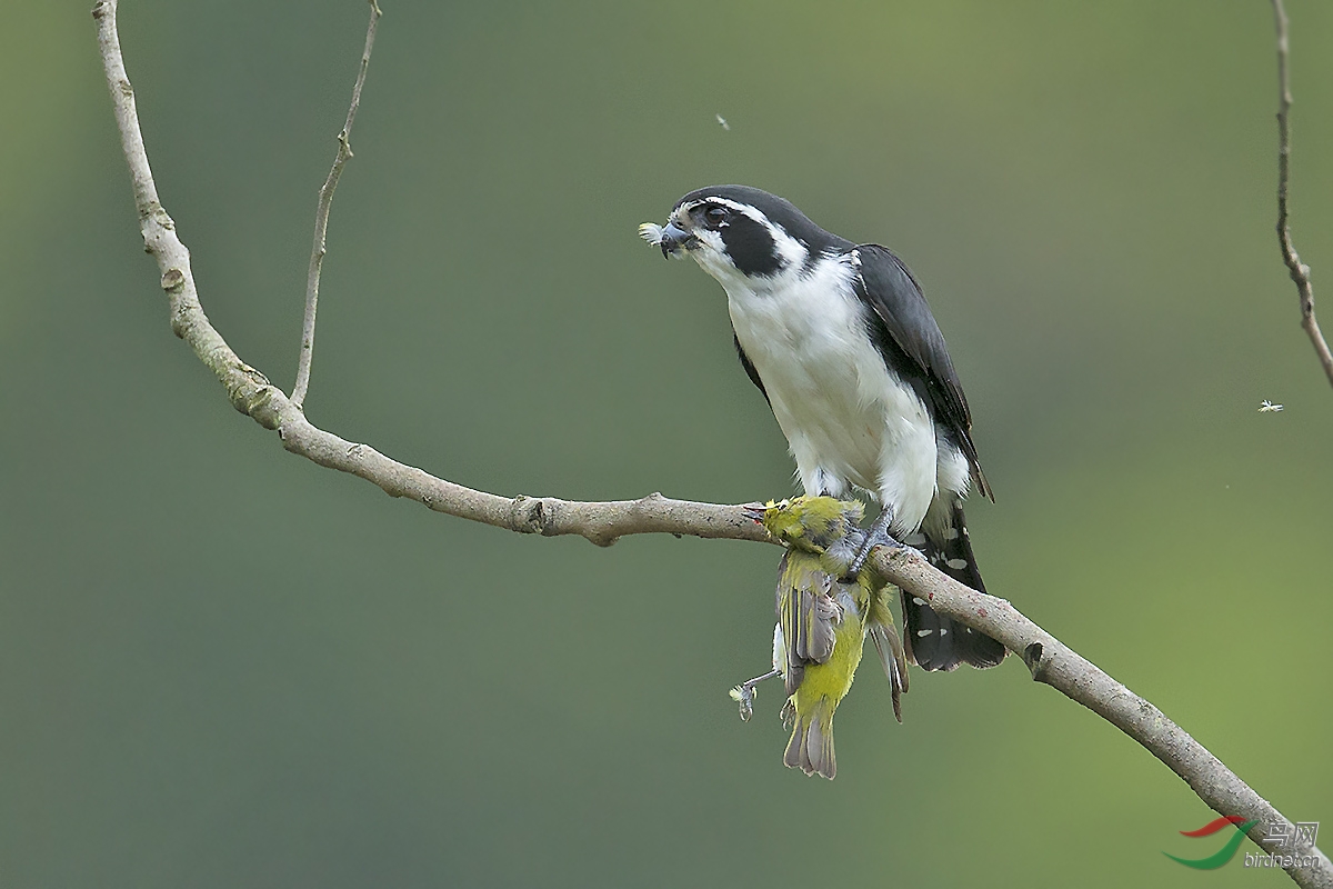 白腿小隼弱肉强食贺图1获首页精华图片