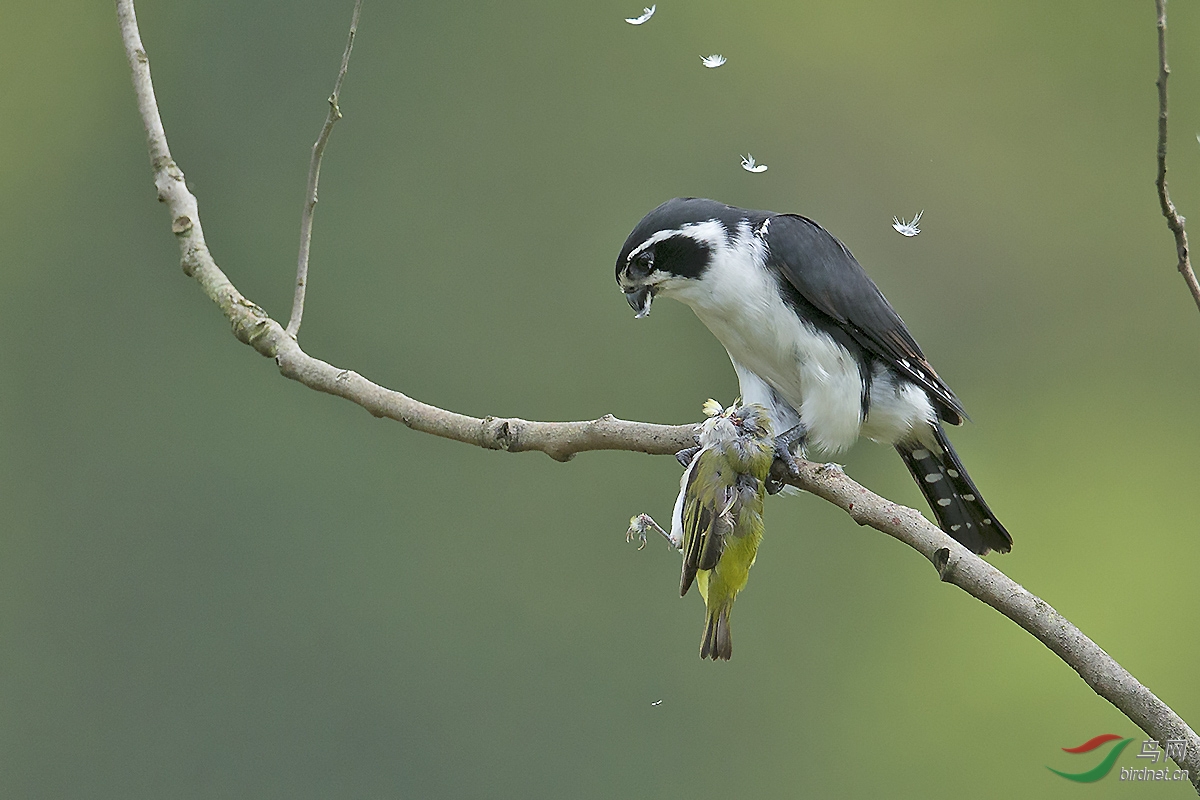 白腿小隼弱肉强食贺图1获首页精华图片