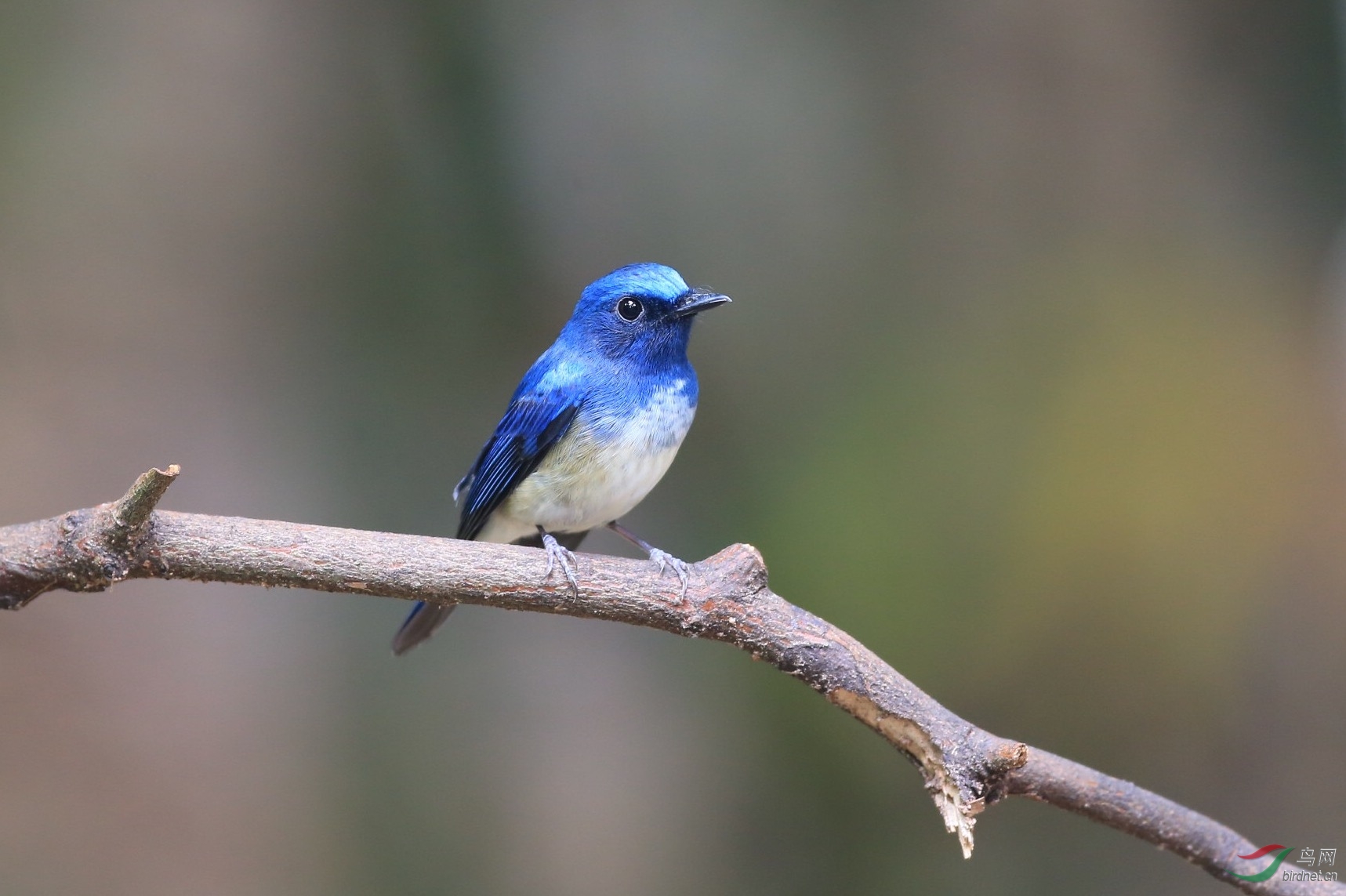 海南蓝仙鹟雄鸟