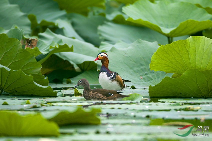 荷塘鸳鸯鸟