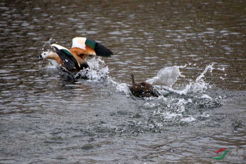 赤麻鸭与小鸳鸯