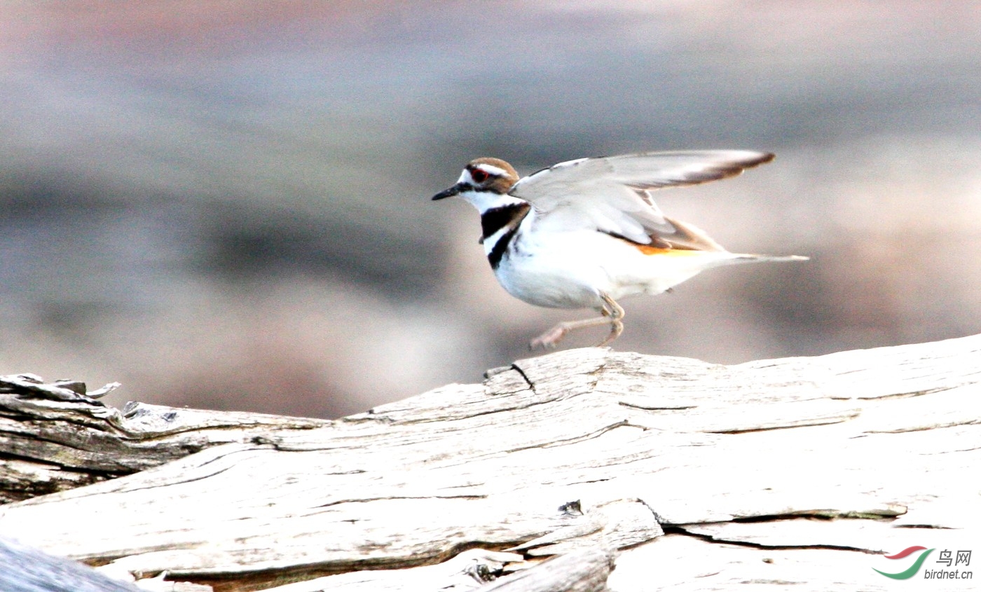 Iona130608 121y_1.JPG