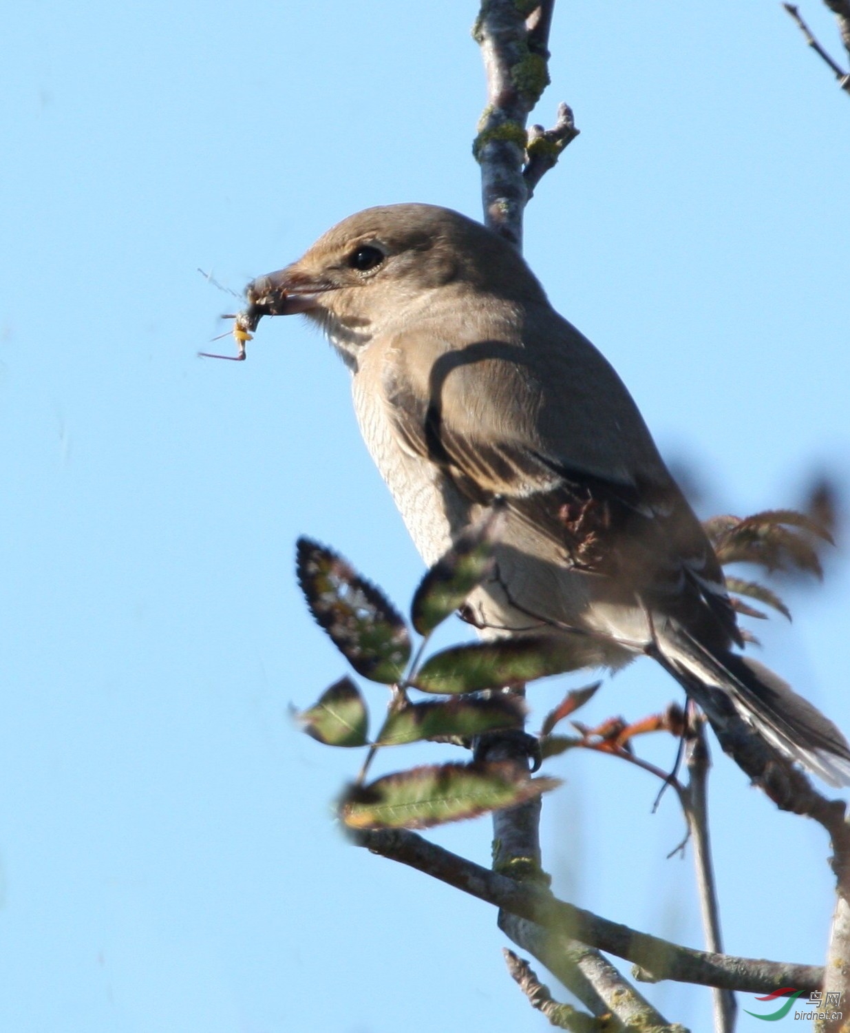 Iona261007 581y_1.jpg