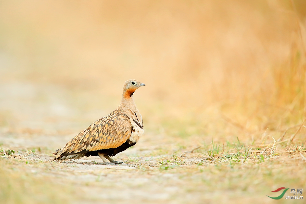 携黑腹沙鸡祝西藏版辉煌