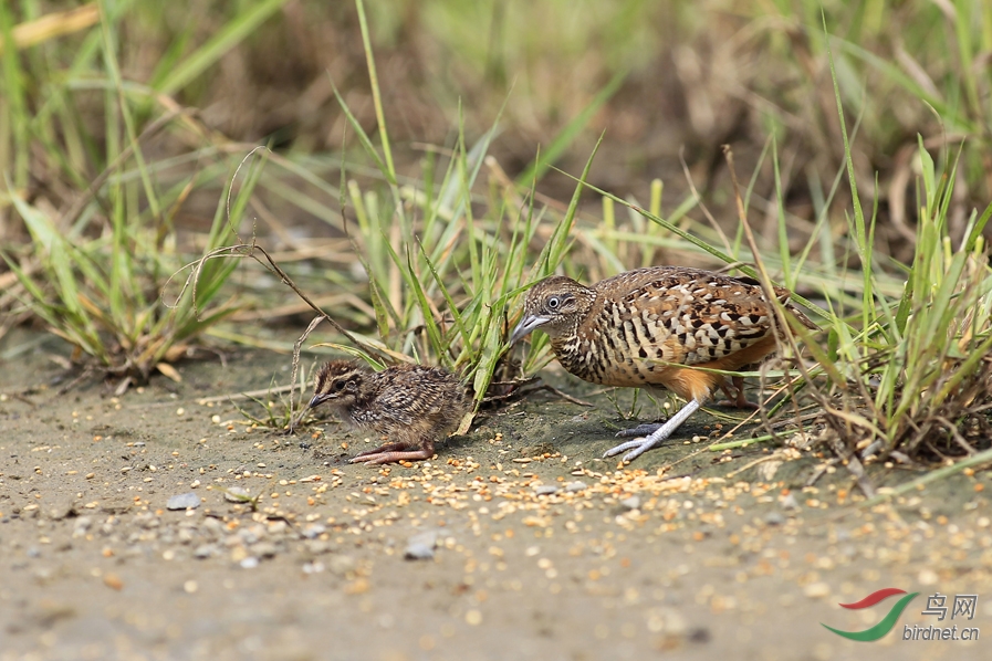 棕三趾鹑.台湾特有亚种