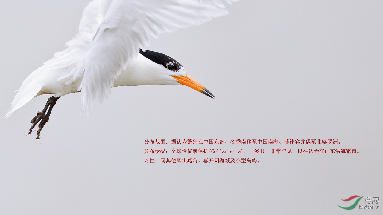 中华凤头燕鸥黑嘴端凤头燕鸥贺获每日精华7图