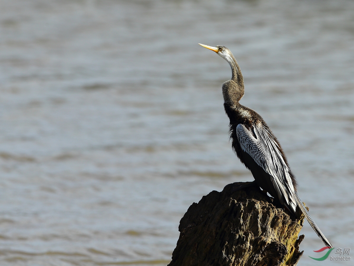 黑腹蛇鹈-斯里兰卡拍鸟