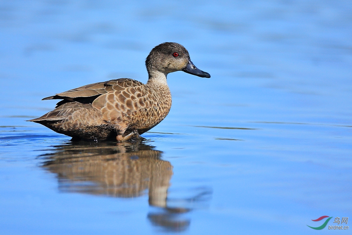 一组澳洲鸟-----庆贺鸟网成立10周年