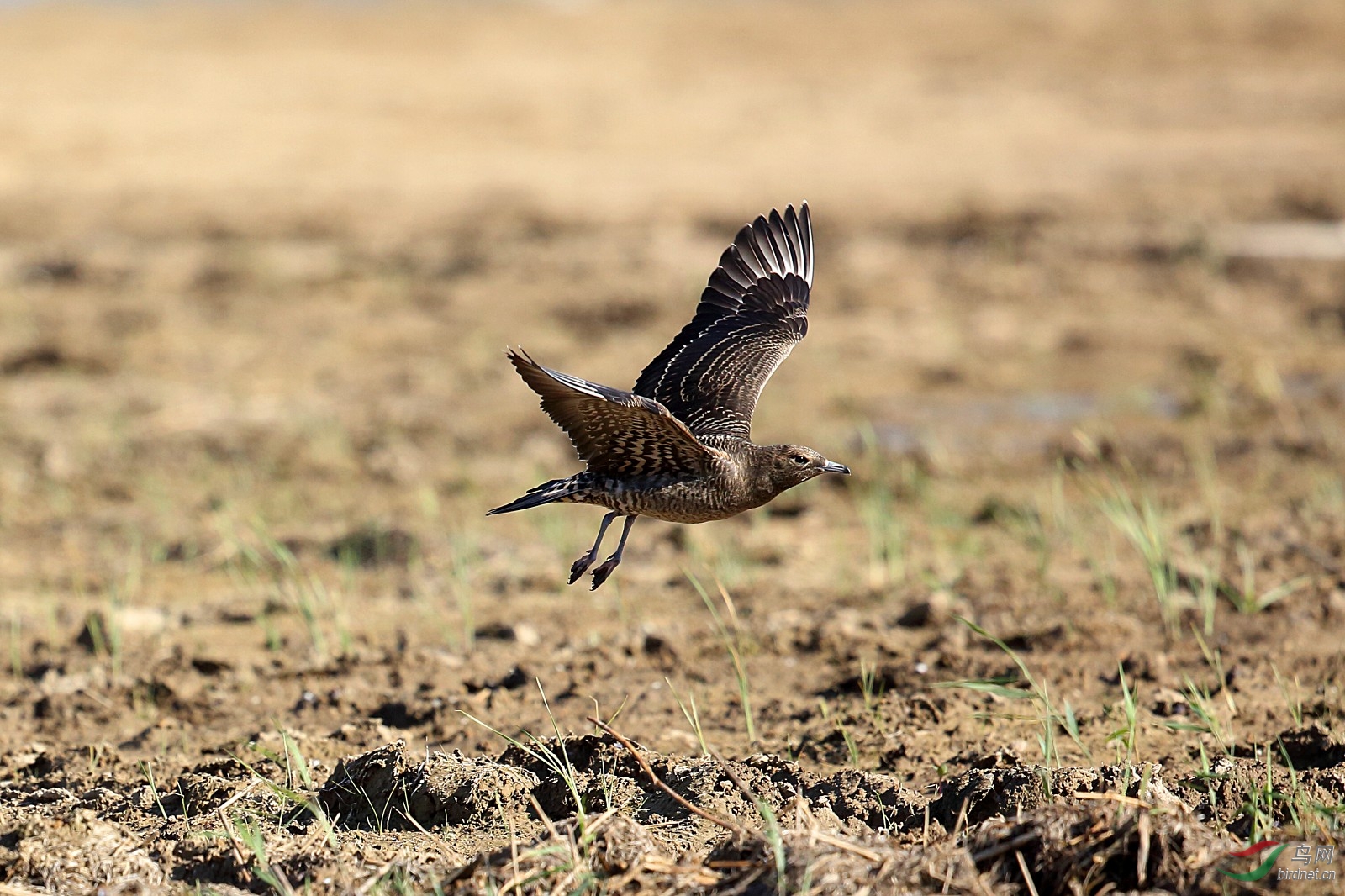短尾贼鸥祝各位老师周末快乐