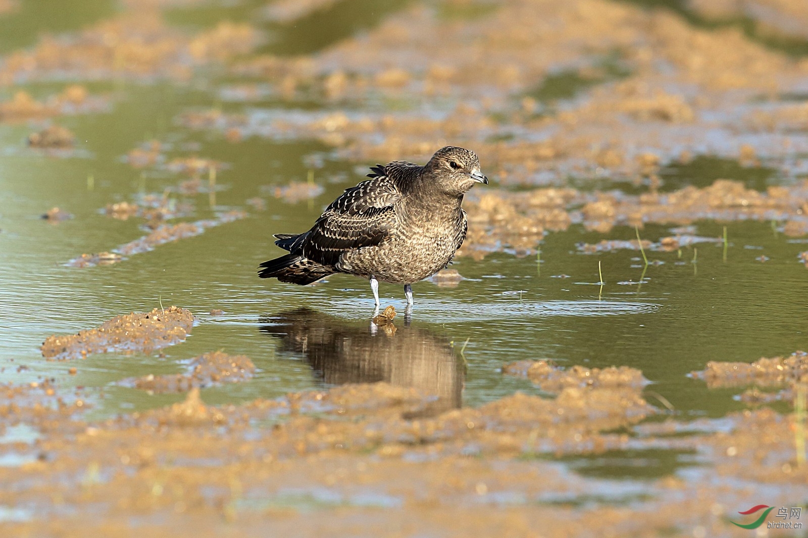 短尾贼鸥祝各位老师周末快乐