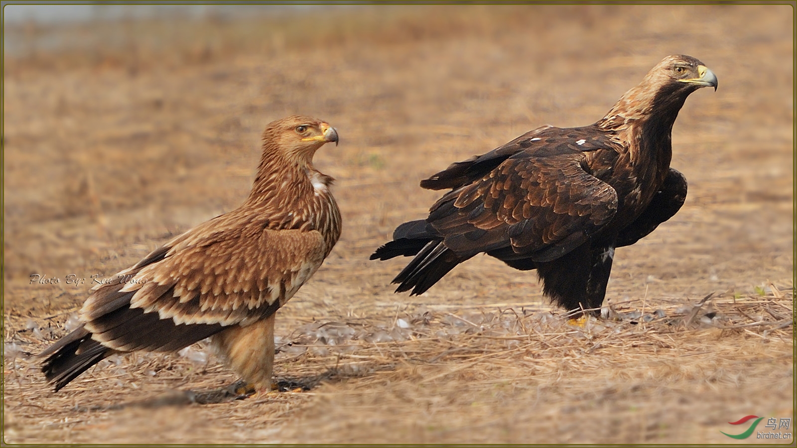 白肩雕imperialeagle白肩雕