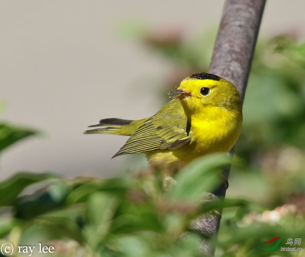 黑头威林莺wilsonswarbler