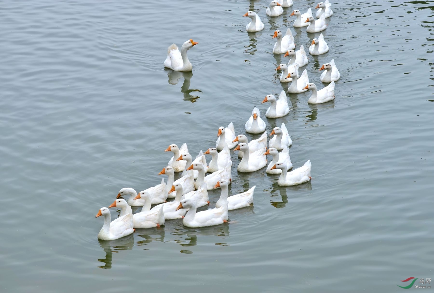 群鹅图