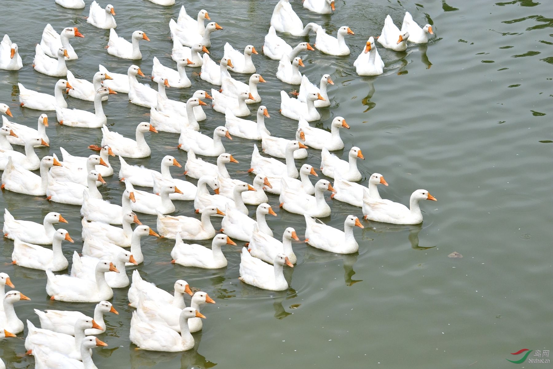 群鹅图