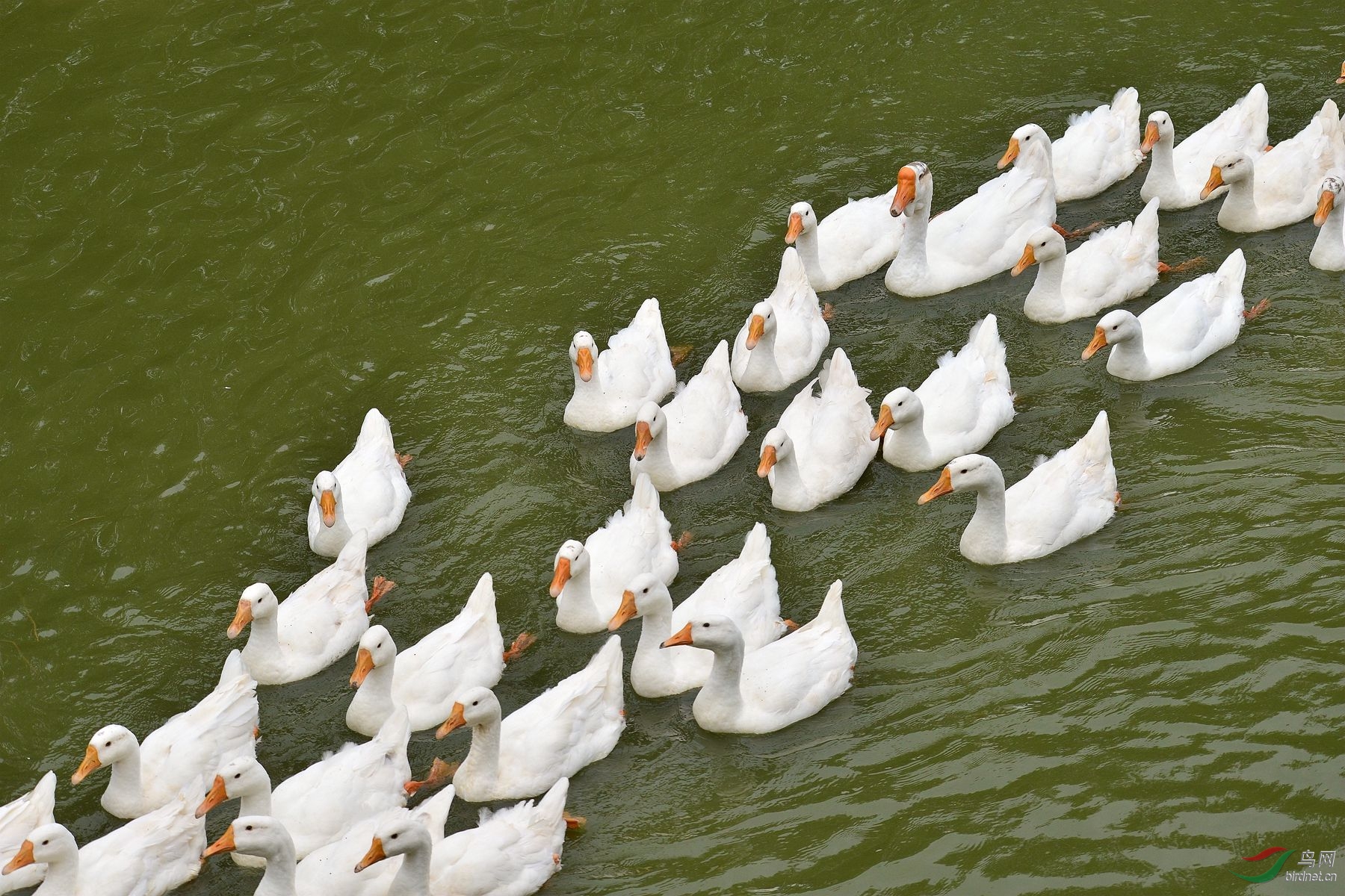 群鹅图