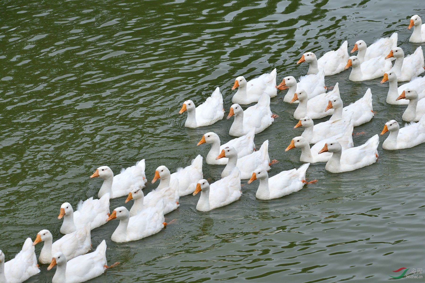 群鹅图