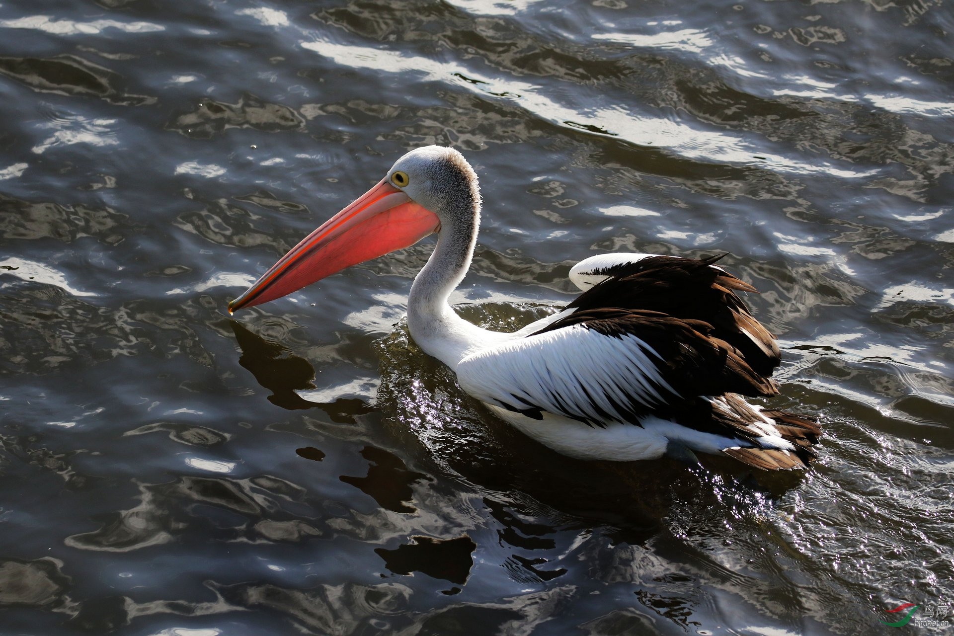 鸟瞰澳大利亚鹈鹕图(十一)