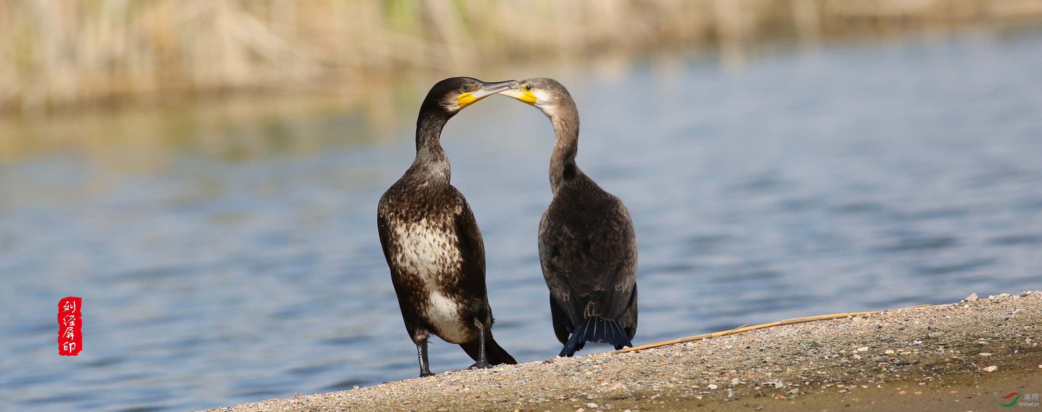 海鸥鸬鹚秋砂鸭