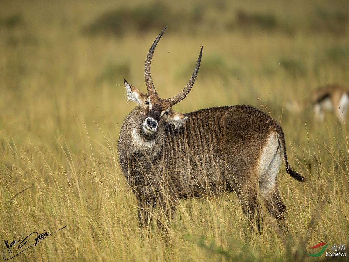 不一样的温情 - 野生动物版 鸟网
