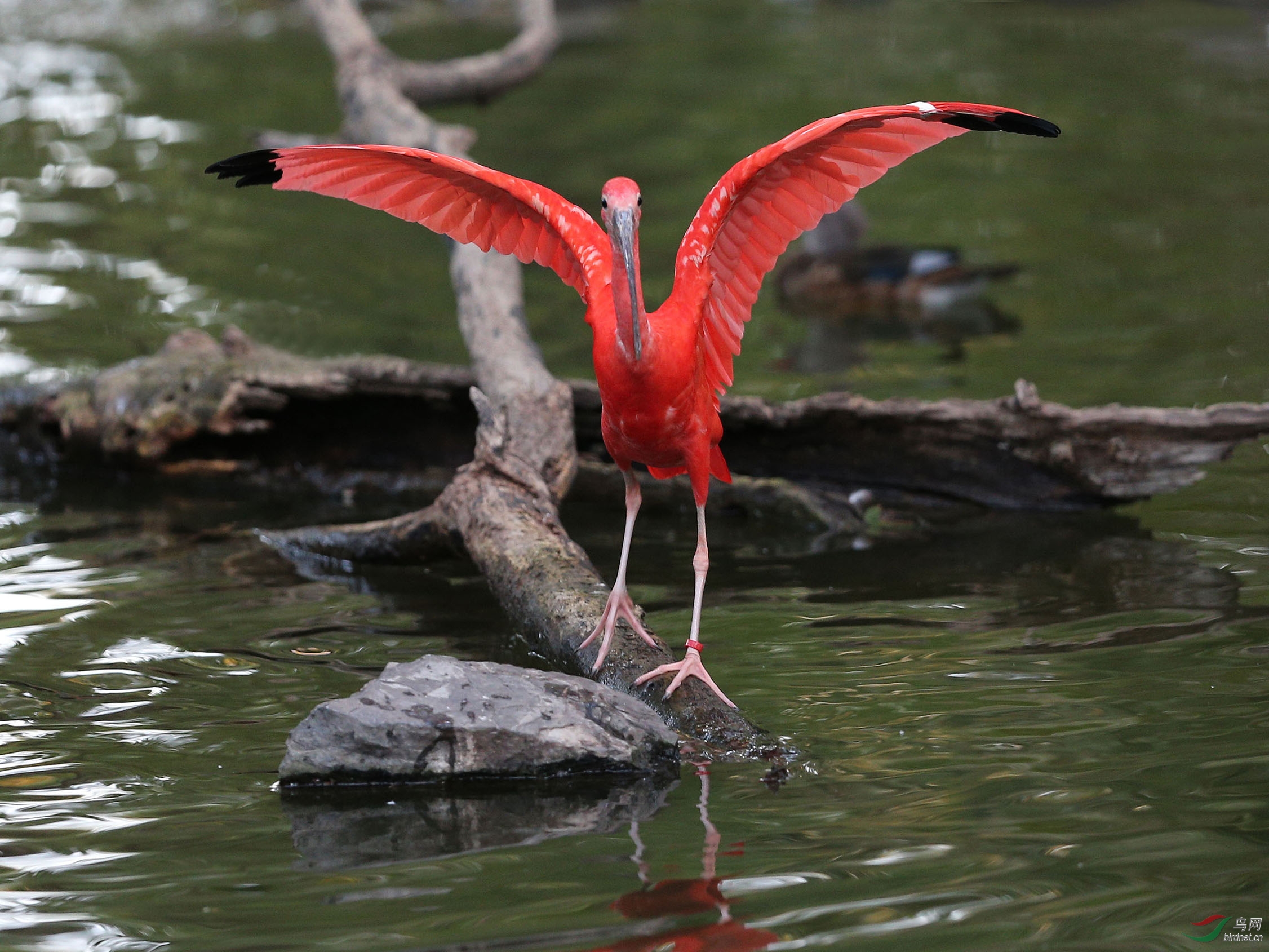 水鸟美洲红鹮北京动物园