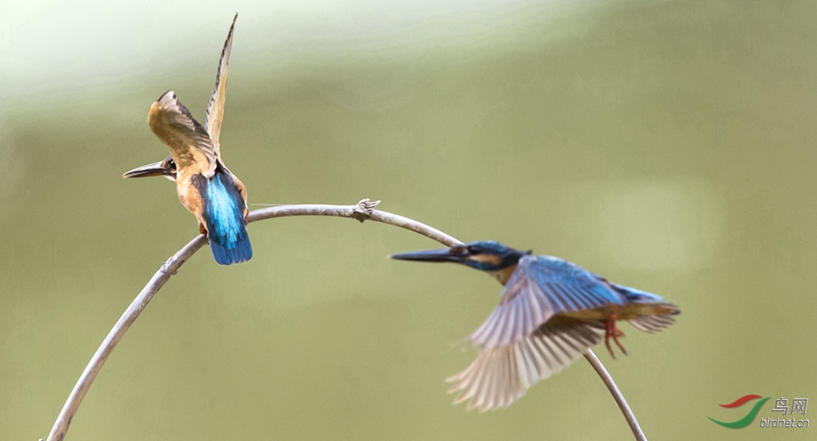声东击西——翠翠的故事之九十七