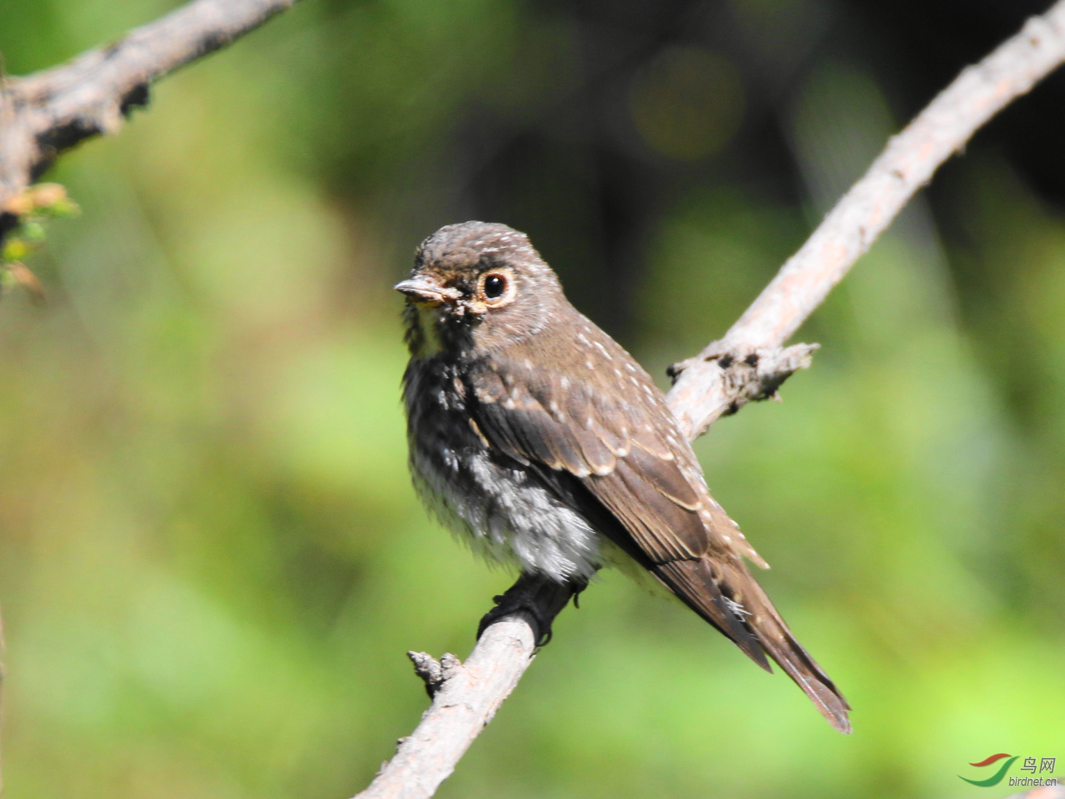 乌鹟幼鸟请老师指教