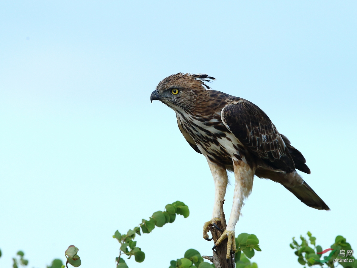 猛禽凤头鹰雕凤头鹰雕斯里兰卡拍鸟图4获首页精华