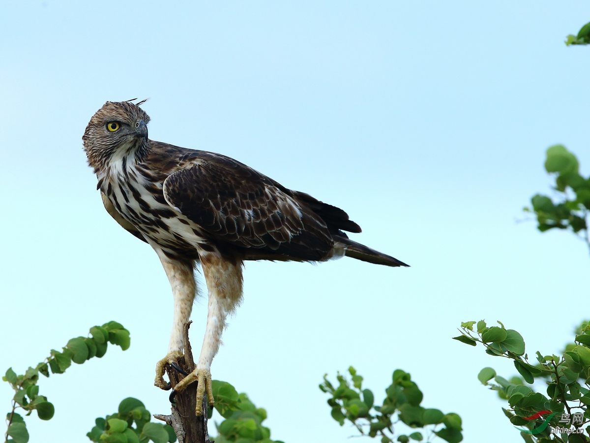 猛禽鳳頭鷹鵰鳳頭鷹鵰斯里蘭卡拍鳥圖4獲首頁精華