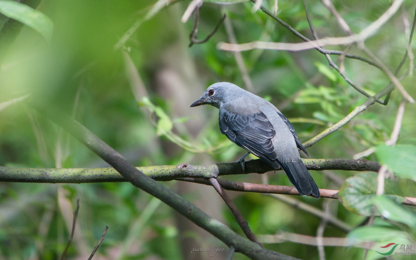 不期而遇的暗灰鹃鵙
