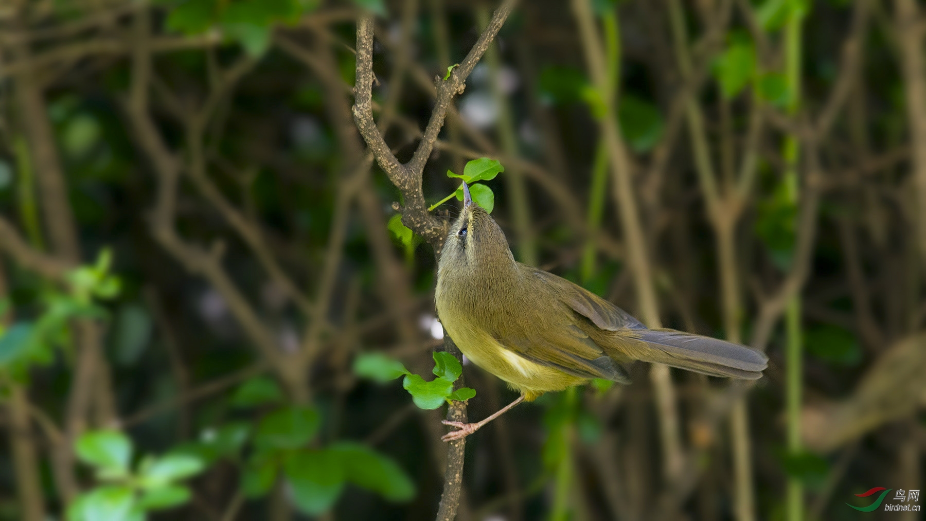 今天的黄腹树莺