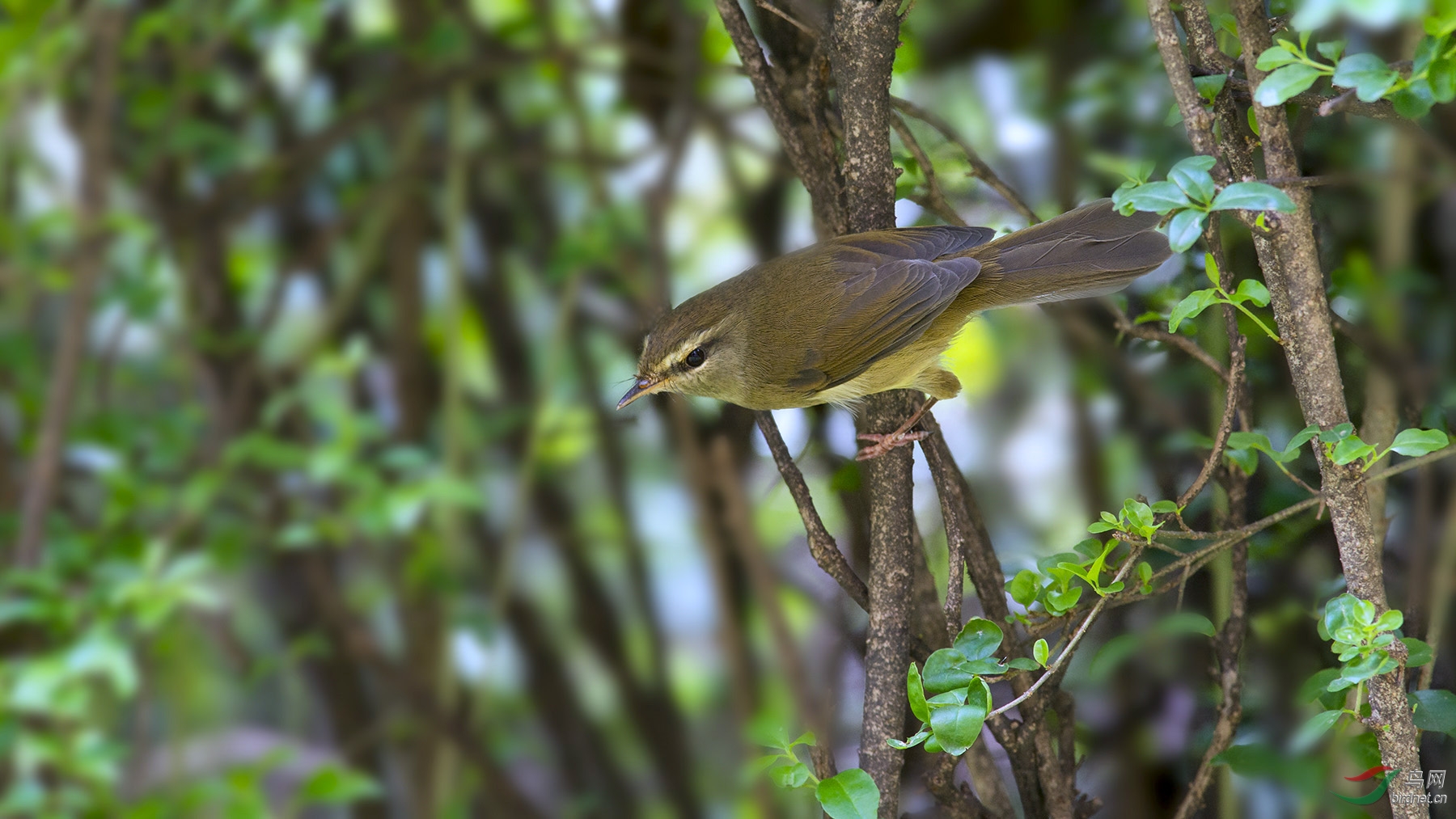 今天的黄腹树莺